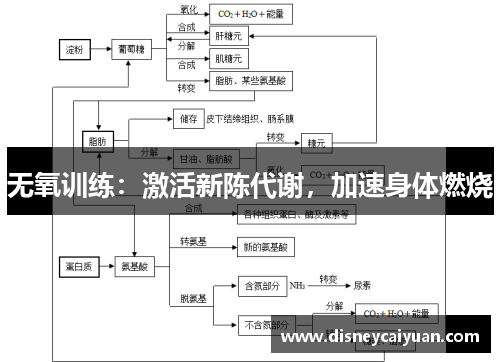 无氧训练：激活新陈代谢，加速身体燃烧